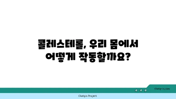 콜레스테롤 대사 조절| 건강한 수치 유지하는 신체의 과정 | 콜레스테롤, 대사, 건강, 관리, 팁