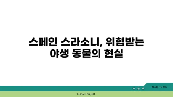 스페인 스라소니| 매혹적인 야생 고양이의 모든 것 | 스페인 고양이, 야생 동물, 동물 정보, 스페인 자연