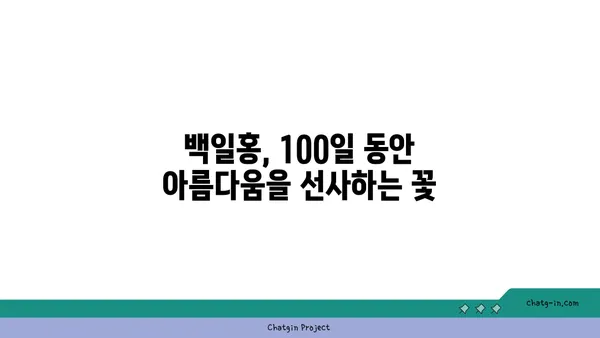 백일홍의 매력에 빠지다|  꽃말, 종류, 재배 방법 완벽 가이드 | 백일홍, 꽃, 원예, 재배, 종류, 꽃말