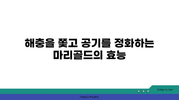 마리골드 꽃의 매력, 심는 방법부터 관리까지 완벽 가이드 | 마리골드 키우기, 꽃말, 종류, 효능