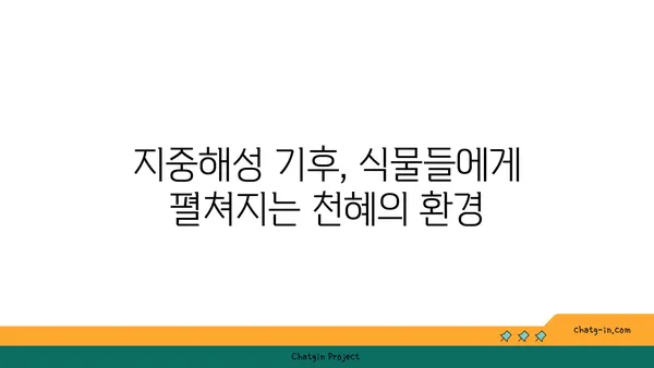 지중해성 기후의 특징과 대표적인 지역| 햇살 가득한 아름다운 기후의 비밀 | 지중해, 기후, 날씨, 여행, 식물