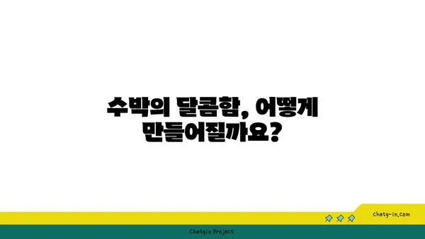 수박의 달콤함, 과학으로 풀어보는 비밀 | 수박, 과일, 당도, 과학, 재배