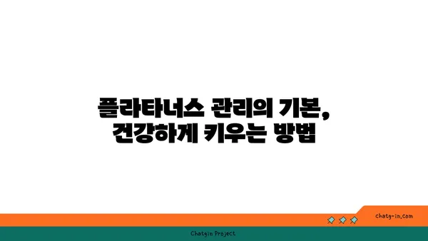 플라타너스(버즘나무)의 매력| 가로수, 정원수, 그리고 그 너머 | 나무, 식물, 특징, 관리, 용도